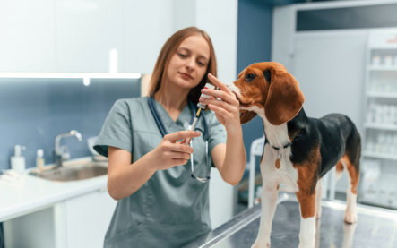 A veterinarian gently examines a beagle’s ear in a bright, modern clinic, creating a calm and caring scene during a routine checkup.