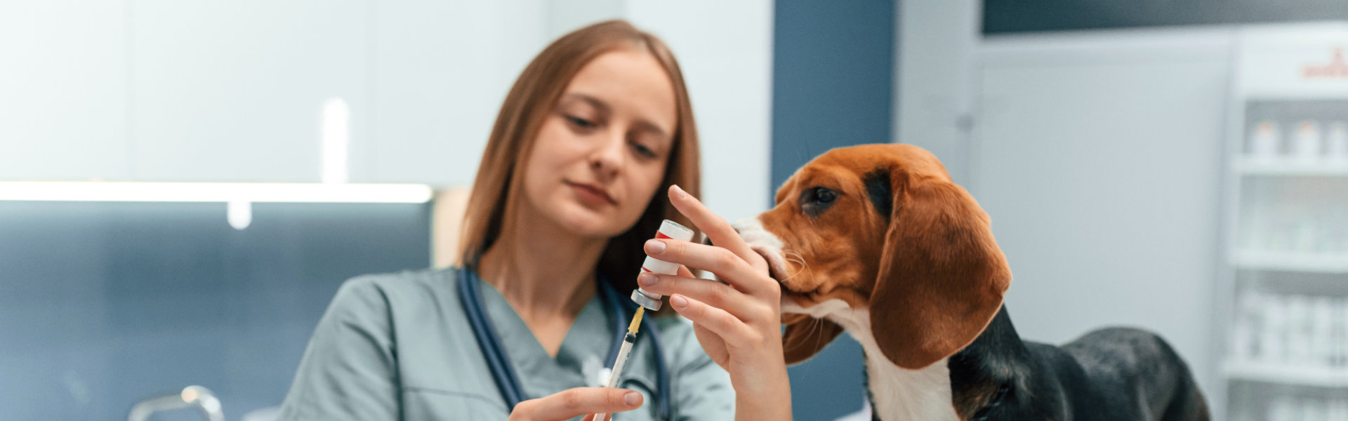 A veterinarian gently examines a beagle’s ear in a bright, modern clinic, creating a calm and caring scene during a routine checkup.